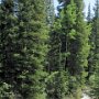 Aspen - Ashcroft Ghost Town