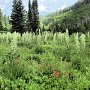 Aspen - Maroon Bells