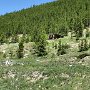 Aspen - Independence Ghost Town