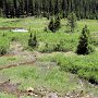 Aspen - Independence Pass - Beaver Ponds