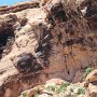 Dinosaur NM - Quarry Area - Auto Tour - Petroglyphs Lizard
