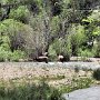 Estes Park - Elk in River