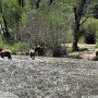 Estes Park - Elk in River
