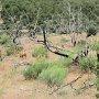 Mesa Verde NP - Deer