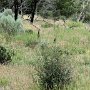 Mesa Verde NP