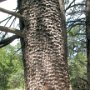 Tonto Natural Bridge SP