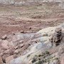 Petrified Forest NP - Jasper Forest