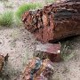 Petrified Forest NP