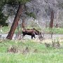Rocky Mountain NP - Holzwarth Historic Site Moose