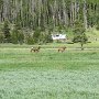Rocky Mountain NP - Elk Herd