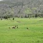 Rocky Mountain NP - Elk Herd