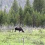 Rocky Mountain NP - Moose