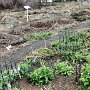 Akureyri - Botanic Garden