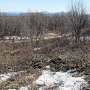 Thingvellir National Park - Friendship Grove