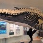 Husavik - Whale Museum