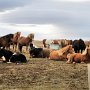 Scenic Drive - Icelandic Horses