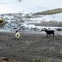 Seydisfjordur - Sheep on the Beach