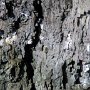 Snæfellsjökull N.P. - Bird Cliffs