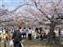 Groups gather for lunch under the cherry trees