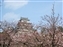 Main castle keep through the blossoms