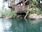 Jungle River Cruise Alligator under treehouse