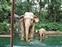 Jungle River Cruise Mother Baby Elephant