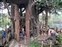 Tarzan's Treehouse - Base of Tree