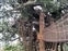 Tarzan's Treehouse - Tree Bridge