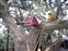 Tarzan's Treehouse - Cradle in Tree