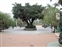 Park Promenade Tree with Bowl Fountain in Distance Toward Park
