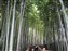 Adashino-Nenbutsuji Temple - Bamboo Grove