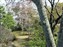 Tenryuji Temple Garden
