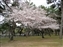 Kofukiji Temple - Cherry trees in the park behind the temple