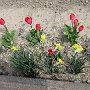 Hiraizumi - Takadachi - Roadside Flowers