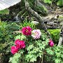 Kamakura - Hasedera Peonies