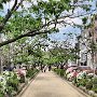 Kamakura - Center Walkway to Hachimangu