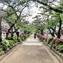 Kamakura - Center Walkway to Hachimangu