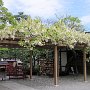Kamakura - Hachimangu
