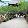 Kamakura - Kenchoji Peonies