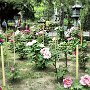 Kamakura - Kenchoji Peony Garden