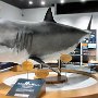 Kesennuma - Shark Museum