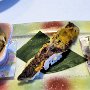 Kesennuma - Plaza Hotel - Dinner 2 Appetizers