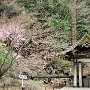 Nikko - Shrine & Temple Area - Rinnoji Taiyuin