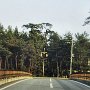 Rikuzentakata - Miracle Pine Bridge Before Tsunami