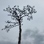 Rikuzentakata - Miracle Pine