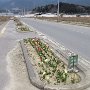 Rikuzentakata - Replanted Sidewalk Flowers