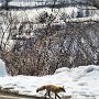 Sapporo - Mt. Moiwa Ropeway - Fox