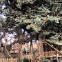 Tokyo Disneyland - Adventureland - Swiss Family Treehouse