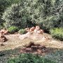 Tokyo Disneyland - Adventureland - Western River Railroad