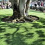 Tokyo Disneyland - Grass So Perfect It Looks Fake!